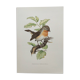 Bird board 60s - Dwarf Flycatcher - Vintage ornithological illustration