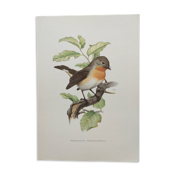 Bird board 60s - Dwarf Flycatcher - Vintage ornithological illustration