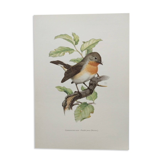 Planche oiseaux Années 60 - Gobemouche Nain - Illustration ornithologique vintage