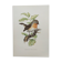 Bird board 60s - Dwarf Flycatcher - Vintage ornithological illustration
