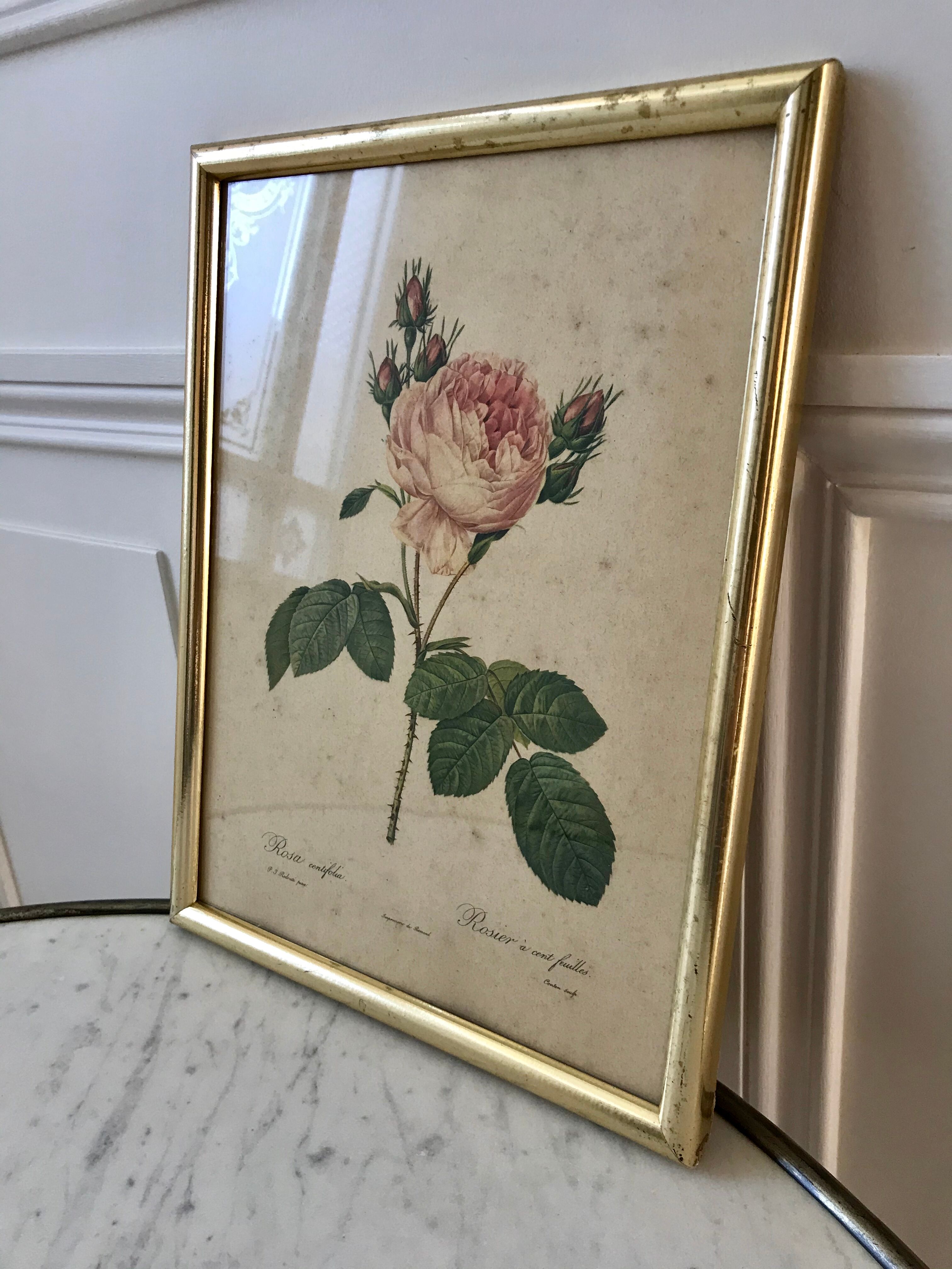Lithograph antique engraving "Rosa" by J.P. Redouté