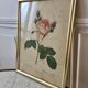 Lithograph antique engraving "Rosa" by J.P. Redouté