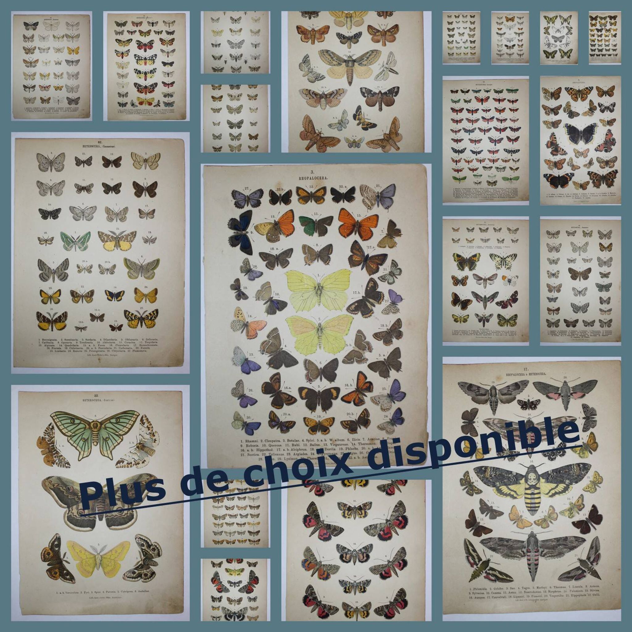 Old engraving of Butterflies - Lithograph from 1887 - Dumi - Original illustration of insects