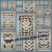Old engraving of Butterflies - Lithograph from 1887 - Dumi - Original illustration of insects