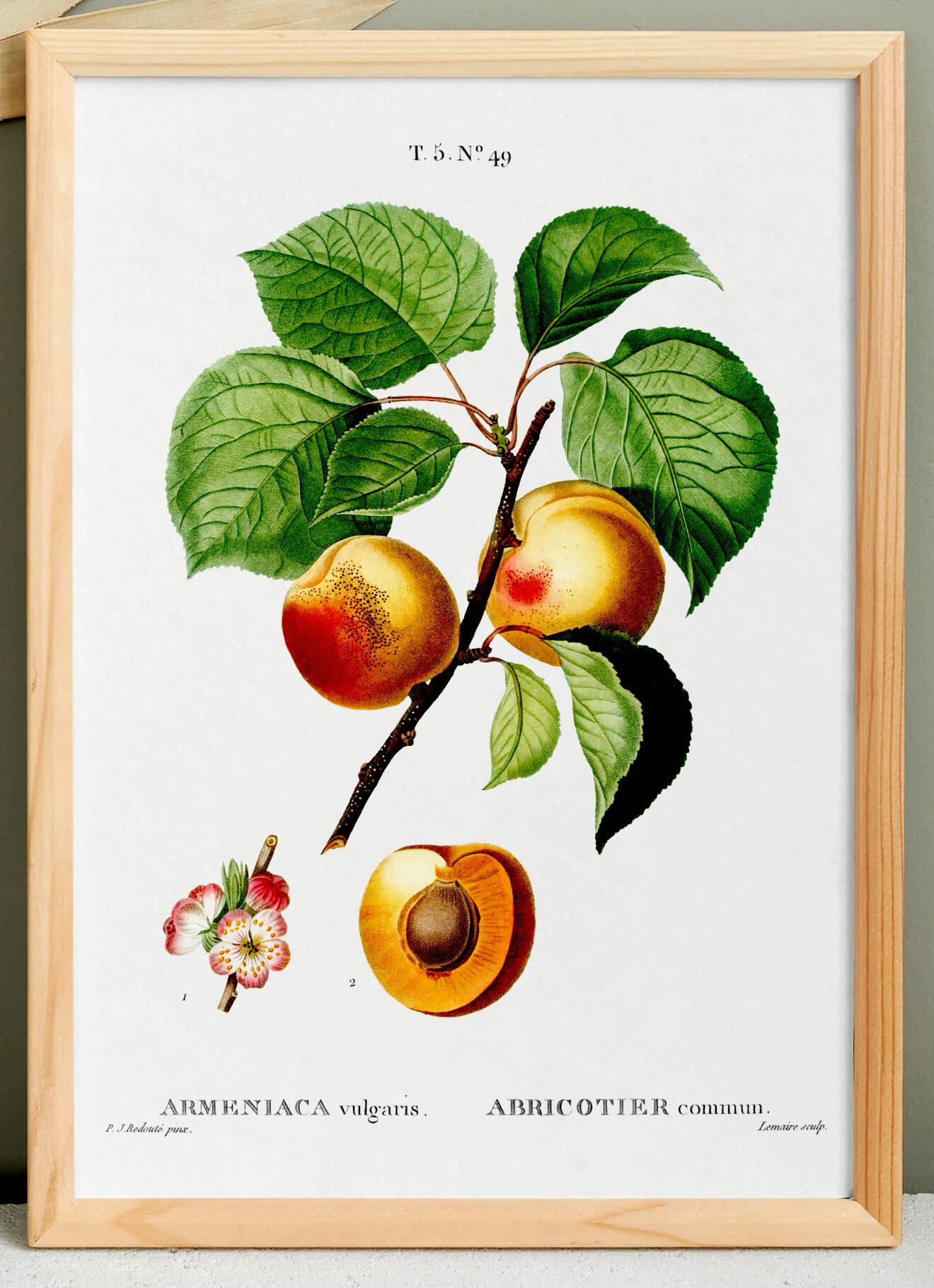 Vintage poster about an apricot tree, based on an engraving from 1802