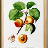 Vintage poster about an apricot tree, based on an engraving from 1802