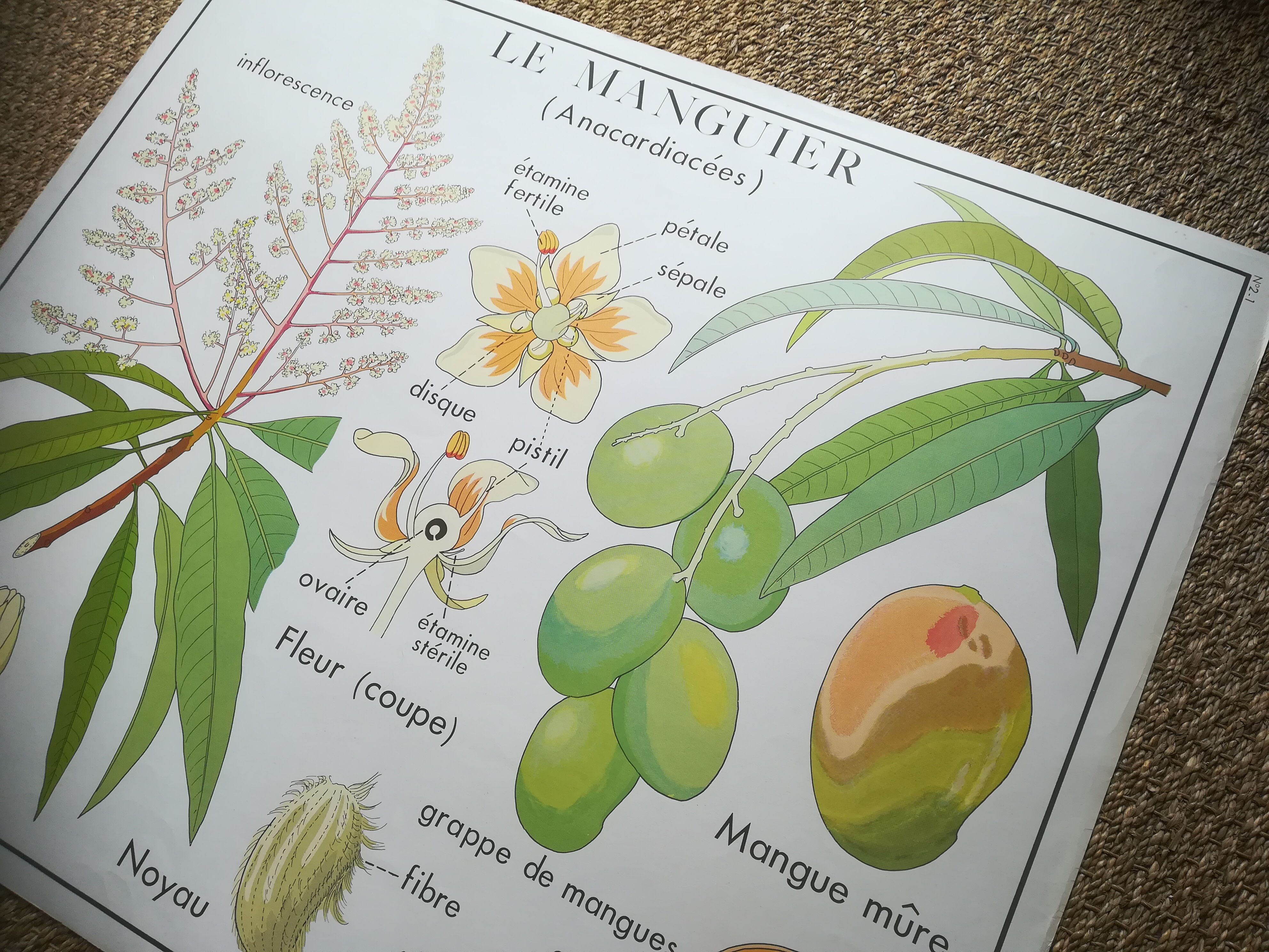 Affiche pédagogique Rossignol "Le cotonnier et le manguier" vintage.