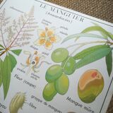 Rossignol pedagogical poster "The cotton tree and the mango tree" vintage.