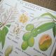 Rossignol pedagogical poster "The cotton tree and the mango tree" vintage.