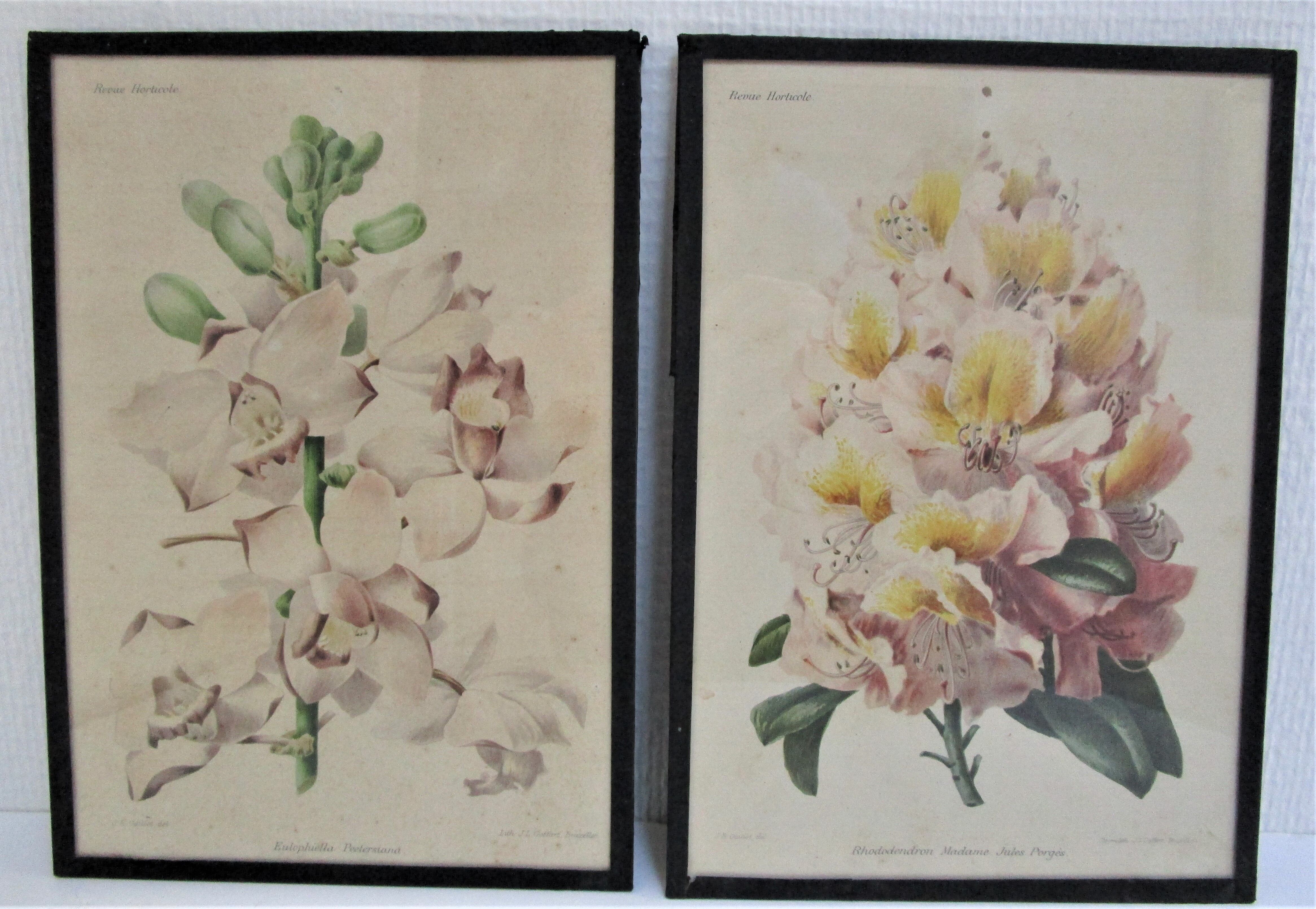 Trois planches botaniques encadrées orchidée rhododendron campanule médium vintage