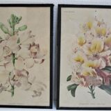 Trois planches botaniques encadrées orchidée rhododendron campanule médium vintage