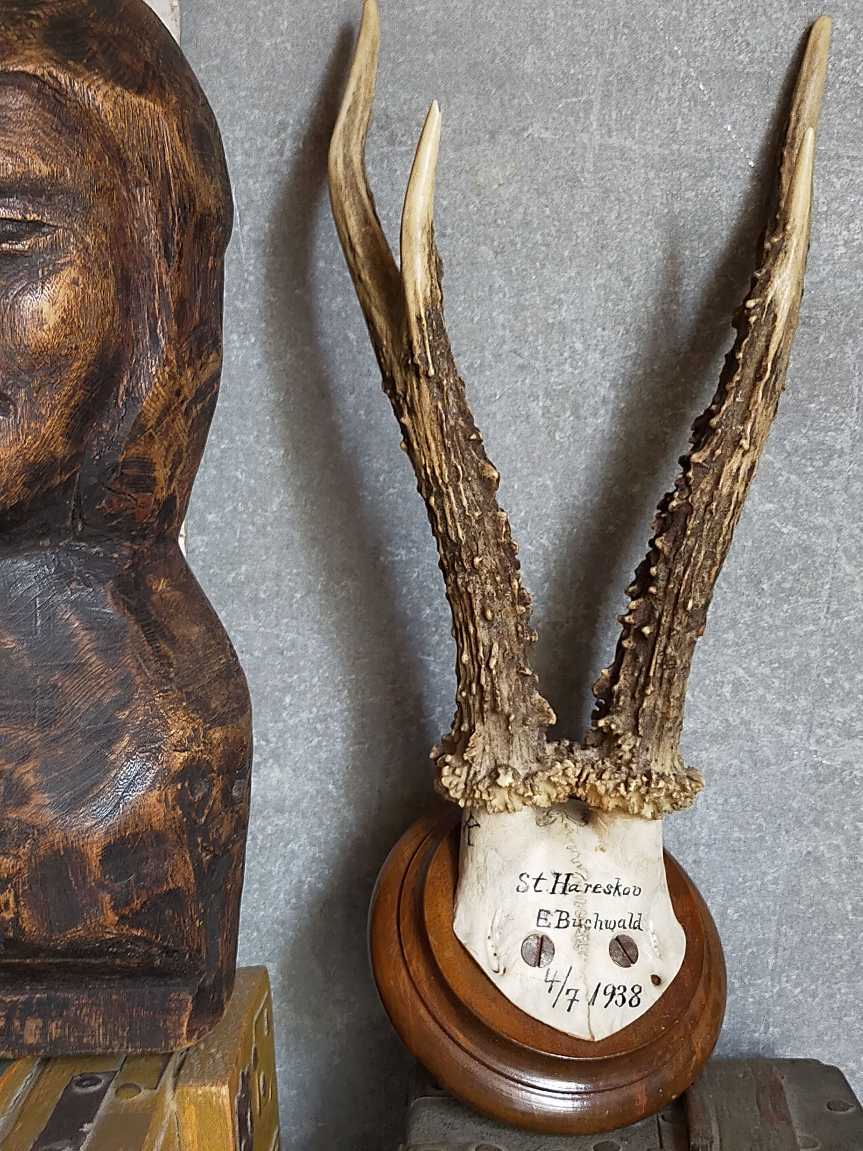 Scandinavian hunting trophy old 30 years