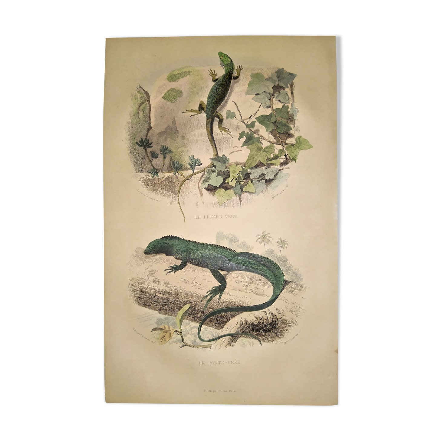 Original zoological plate of 1839 " the green lizard & the porte-crée "
