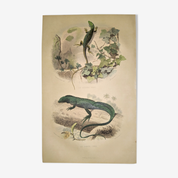 Original zoological plate of 1839 " the green lizard & the porte-crée "