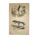 Original zoological plate of 1839 " the green lizard & the porte-crée "