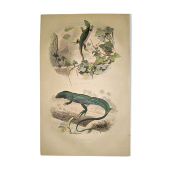 Original zoological plate of 1839 " the green lizard & the porte-crée "