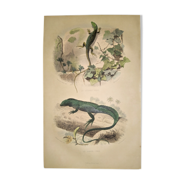 Original zoological plate of 1839 " the green lizard & the porte-crée "