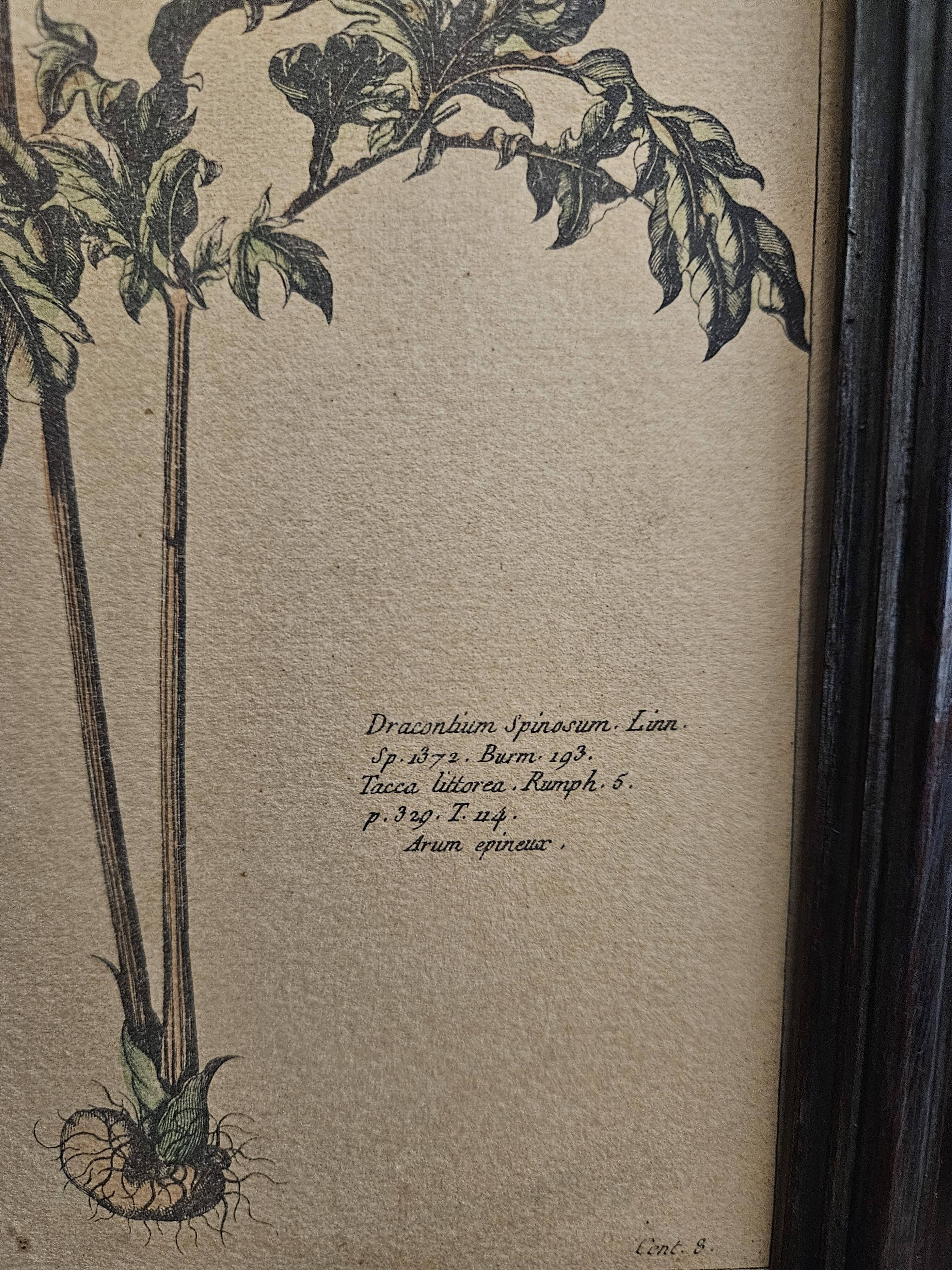 Framed botanical board frame