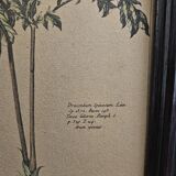 Framed botanical board frame