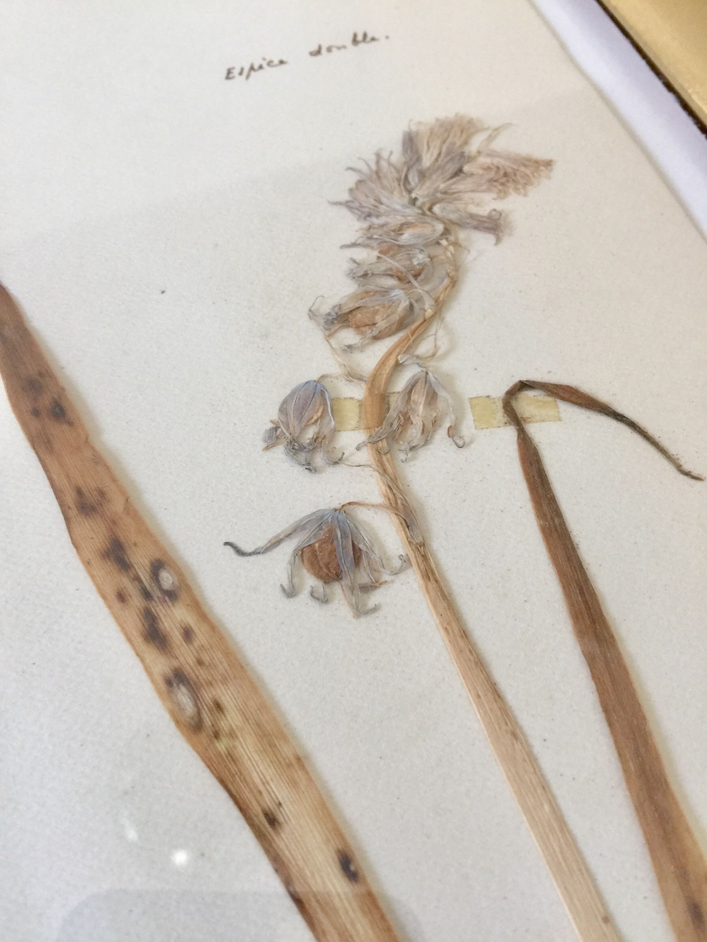 6 planches herbier datant de 1950 Provenance Belgique