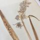 6 planches herbier datant de 1950 Provenance Belgique