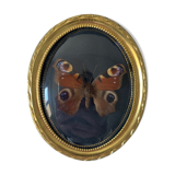 Butterfly under bulging frame