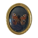 Butterfly under bulging frame