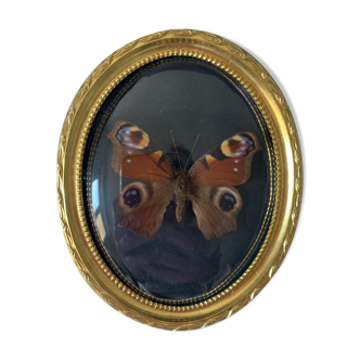 Butterfly under bulging frame