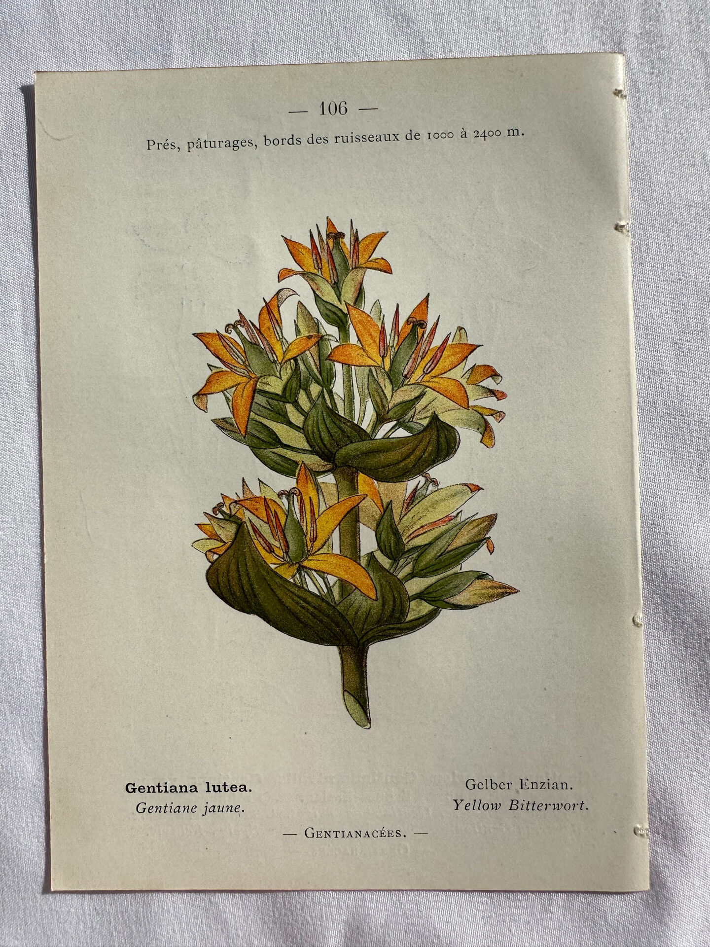 Naturalist Plate – 19th Century Botanical Engraving, Double-Sided