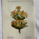 Naturalist Plate – 19th Century Botanical Engraving, Double-Sided