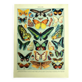 Lithographie ancienne 1928 A. Millot - Papillons exotiques