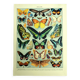 Antique lithograph 1928 A. Millot - Exotic butterflies