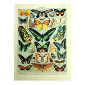 Antique lithograph 1928 A. Millot - Exotic butterflies