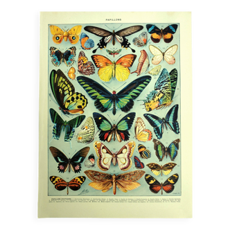 Antique lithograph 1928 A. Millot - Exotic butterflies
