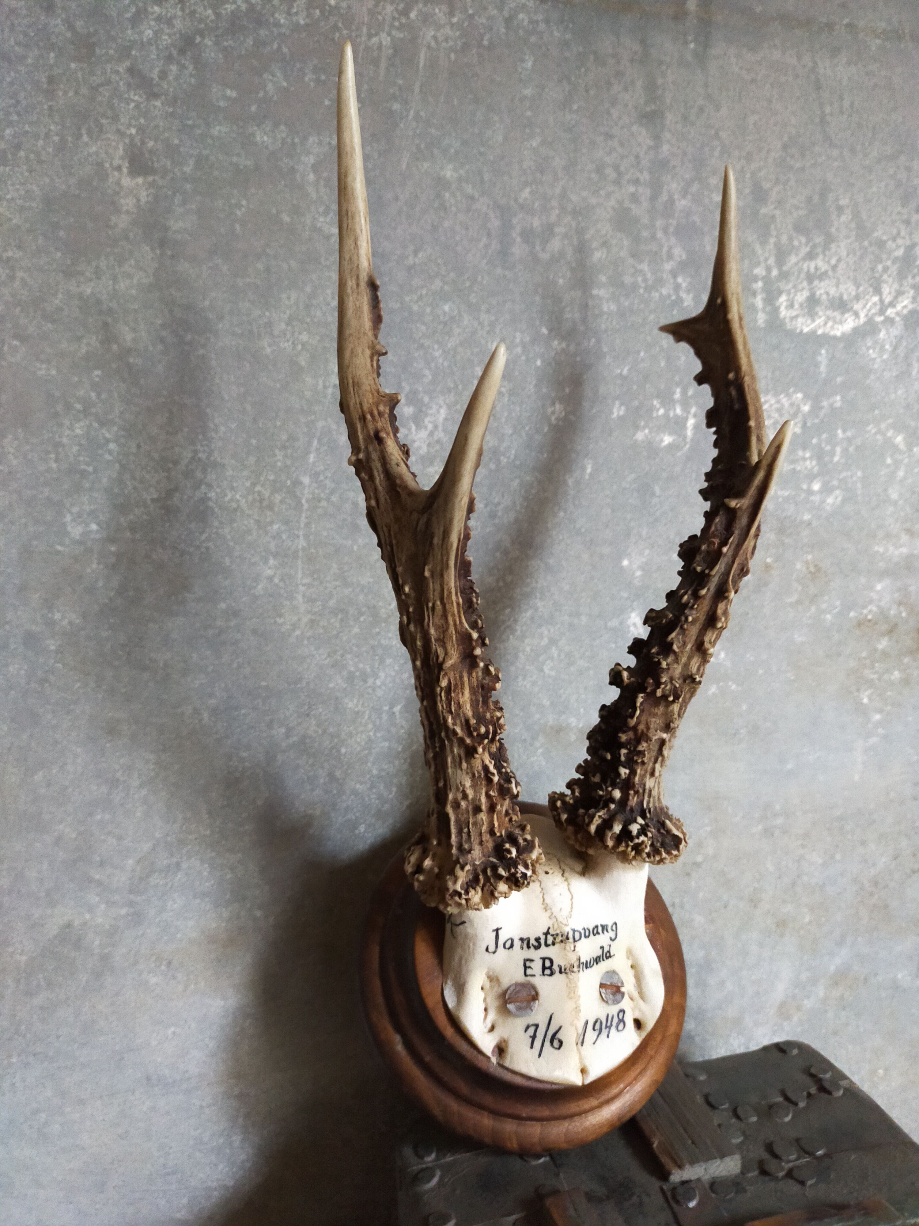Vintage Scandinavian Hunting Trophy