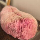 Mushroom coral