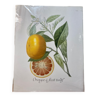 Risso Citrus Lithograph