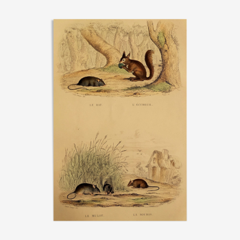 Planche originale zoologique " rat - ecureuil - mulot - souris " buffon 1838