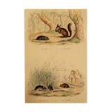Original zoological board "rat - squirrel - field mouse - mouse" buffon 1838
