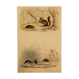 Original zoological board "rat - squirrel - field mouse - mouse" buffon 1838