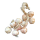Bunch of garlic in slip