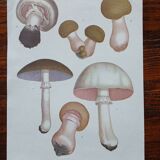 1970s Botanical Poster - Mushrooms 2