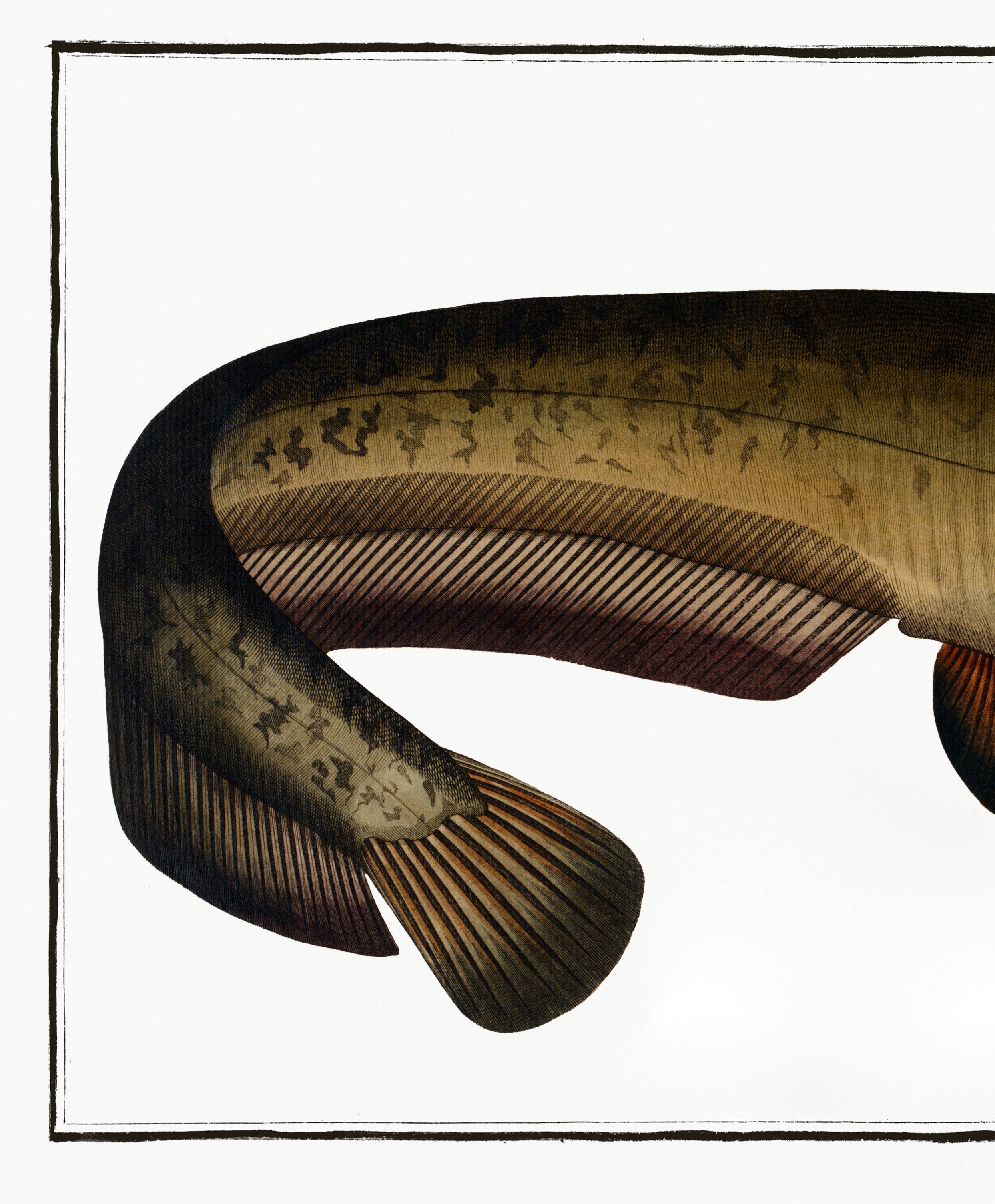 Poster about the wels catfish, based on an old engraving from 1746.