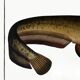 Poster about the wels catfish, based on an old engraving from 1746.