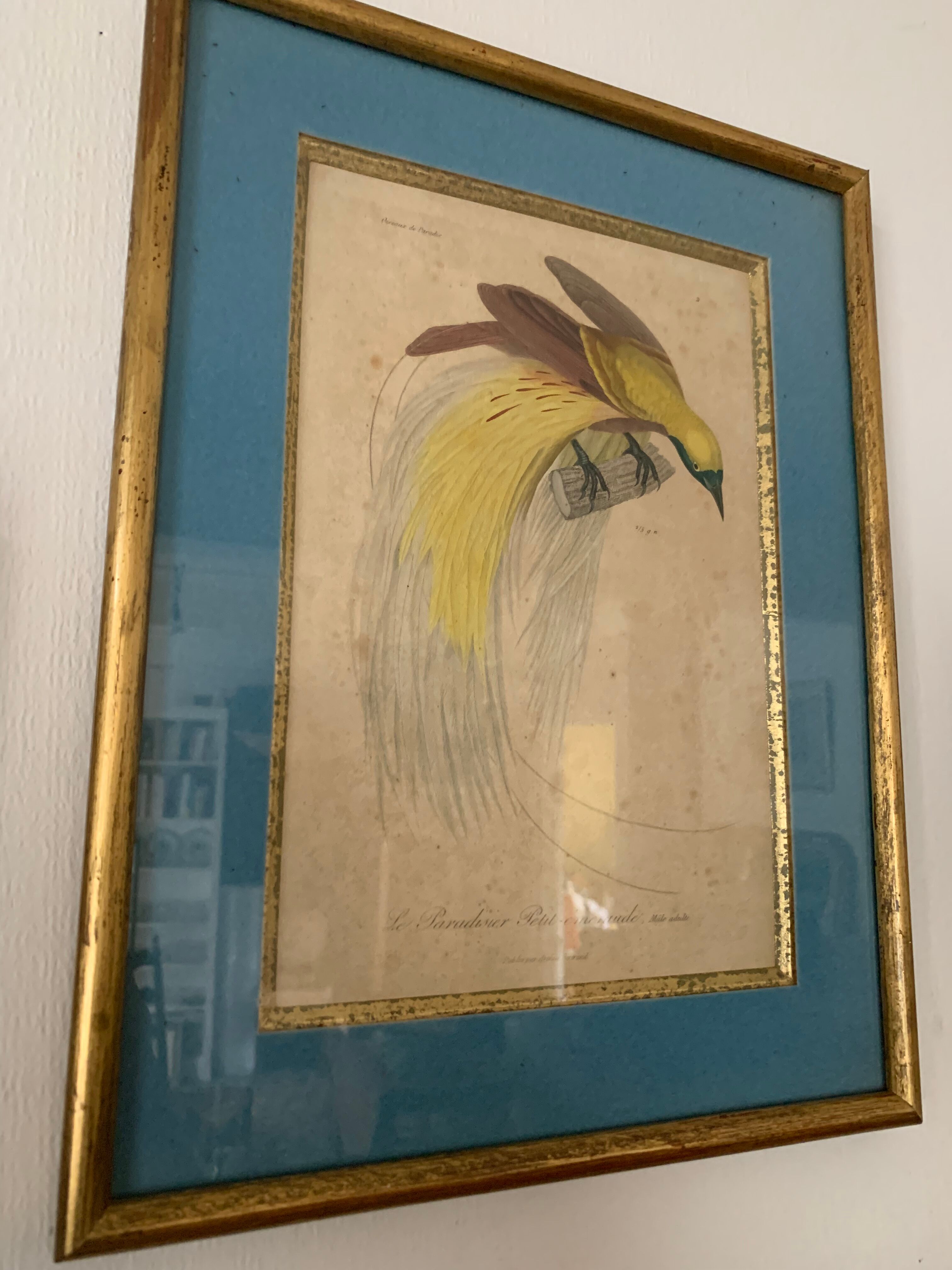 Set of 7 bird engravings