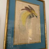 Set of 7 bird engravings