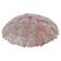 Wonderful Extra Large Size Pink Murano Glass Ceiling Light Flower by Seguso