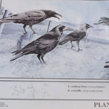 Huntable species in France