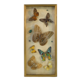 Entomology old taxidermy butterfly frame