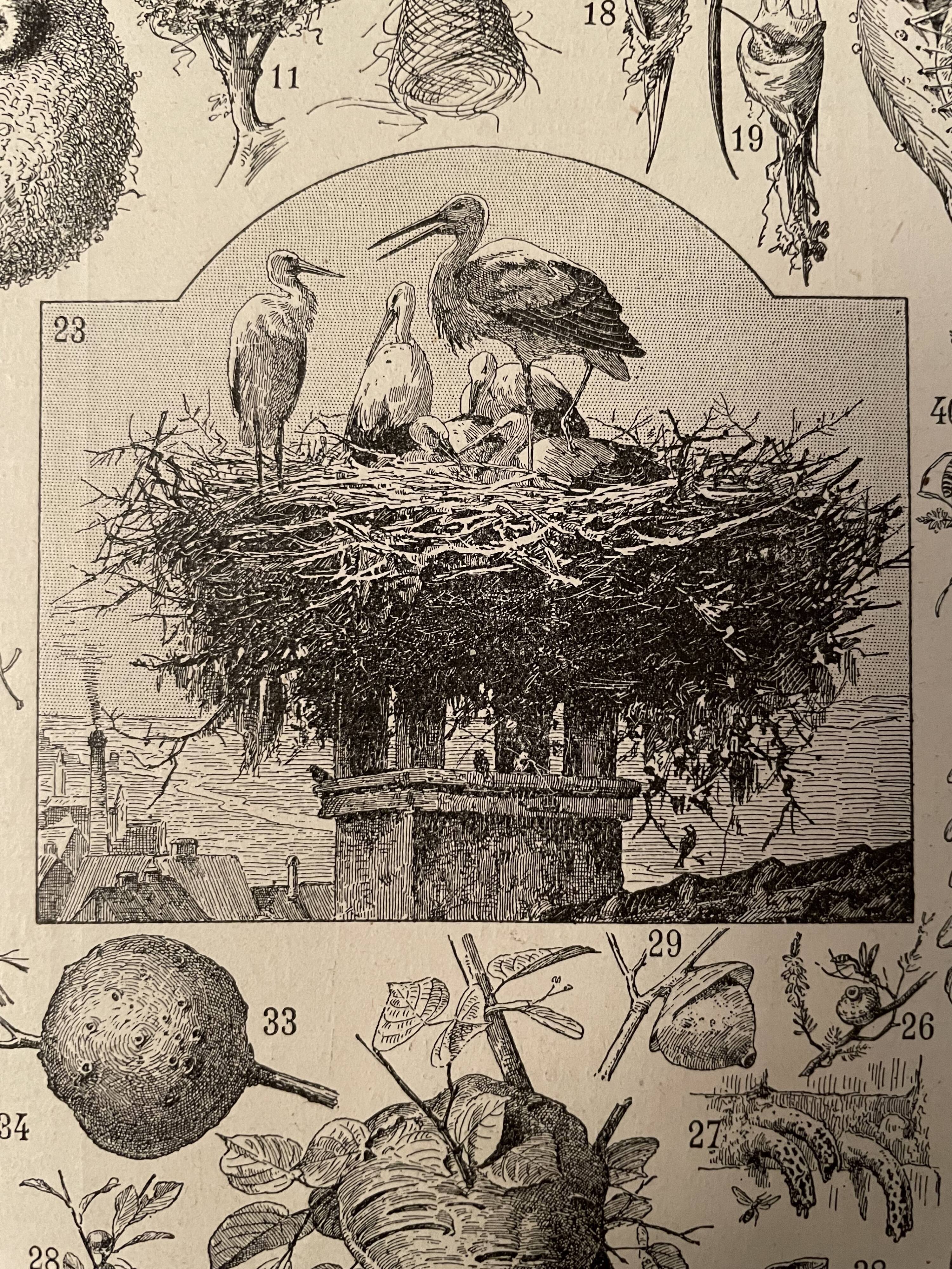 Lithograph engraving on the nests of 1897
